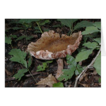 Mushroom3 cards