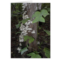 Mushroom4 cards