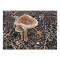 Mushroom5 cards