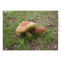 Mushroom7 cards