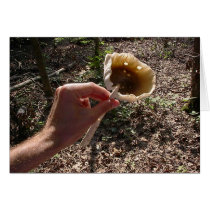 Mushroom8 cards