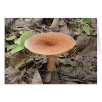 Mushroom9 cards