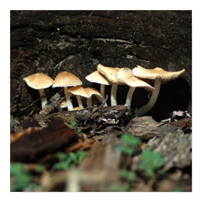 Mushroom 003 print by MiCasaTours