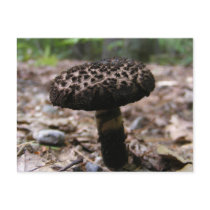 Mushroom 146 ~ postcard by Andy2302 Mushroom 146 ~ postcard