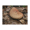 Mushroom 149 ~ postcard