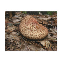 Mushroom 149 ~ postcard by Andy2302 Mushroom 149 ~ postcard