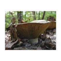 Mushroom 161 ~ postcard
