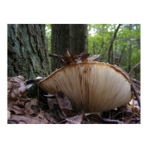 Mushroom 163 ~ print by Andy2302 Mushroom 163 ~ print