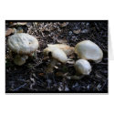 mushroom 1 cards