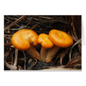 Mushroom 299 ~ card by Andy2302 Mushroom 299 ~ card