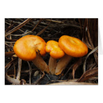 Mushroom 299 ~ card by Andy2302 Mushroom 299 ~ card