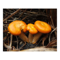 Mushroom 299 ~ print