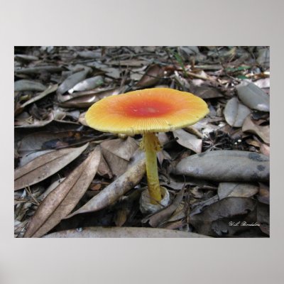 Mushroom Amanita caesarea print