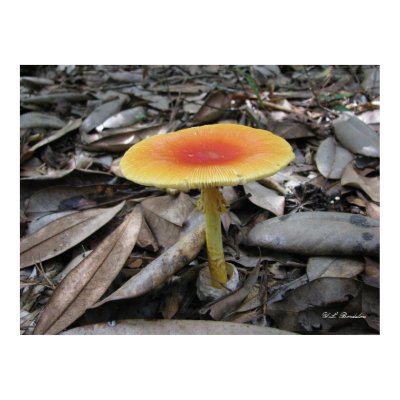 Mushroom Amanita caesarea print