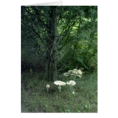 Mushroom Beauty Poem Card by Poetlady
