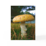 Mushroom Card cards