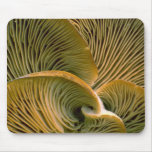 Mushroom cluster on a dead tree mousepad
