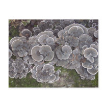 "Mushroom Cluster" Postcard by kghill "Mushroom Cluster" Postcard