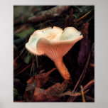 Mushroom Essence Print