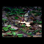Mushroom Fairy posters