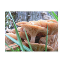 Mushroom Forest Card postcards by DarkTendencies Mushroom Forest Card postcards
