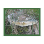 Mushroom Gills Postcard
