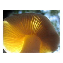 Mushroom Gills posters