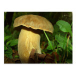 Mushroom in forest close up post card