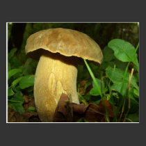 Mushroom in forest close up postcards