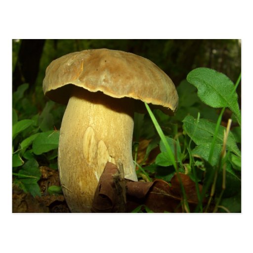 Mushroom in forest close up post card