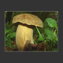 Mushroom in forest close up postcards