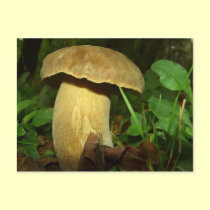 Mushroom in forest close up postcards