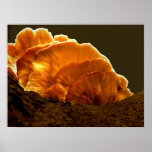 Mushroom in lifts poster