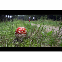 Mushroom In The Grass photo sculptures