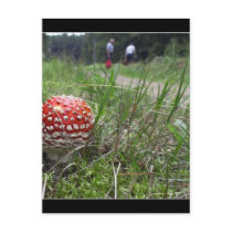 Mushroom In The Grass postcards by lifesphere Mushroom In The Grass postcards