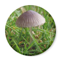Mushroom Magnet magnets