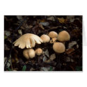 Mushroom Moon cards by james_orear2 Mushroom Moon cards