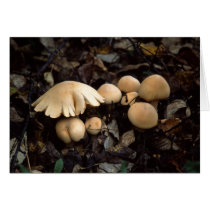 Mushroom Moon cards