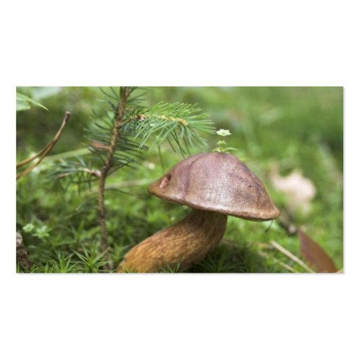 Mushroom On Moss Business Card Template (back side)