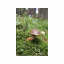 Mushroom On Moss photo sculptures