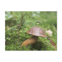 Mushroom On Moss postcards