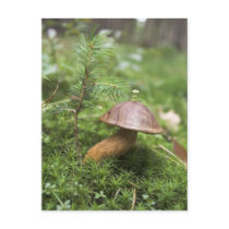 Mushroom On Moss postcards