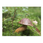 Mushroom On Moss Postcards