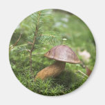 Mushroom On Moss Refrigerator Magnet