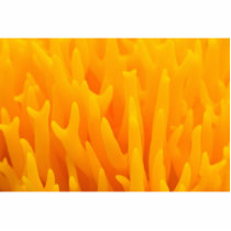 Mushroom Orange photo sculptures
