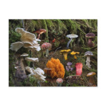 Mushroom Paradise Post Card