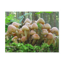 mushroom party postcards