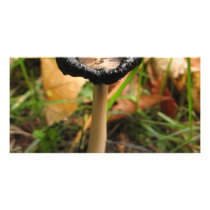 mushroom photo cards by jram36 mushroom photo cards