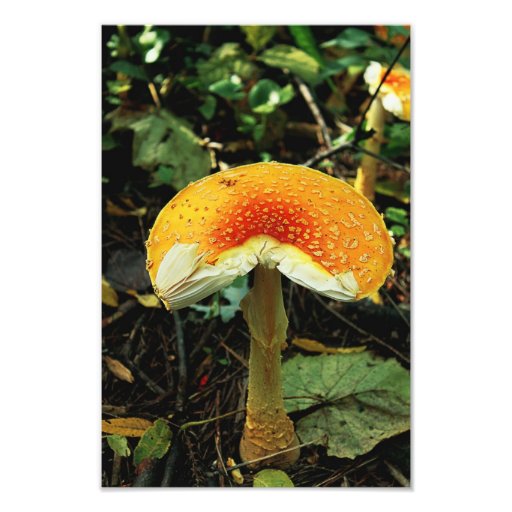 Mushroom Photographic Print