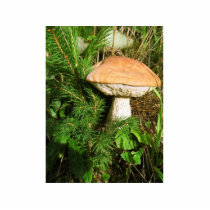Mushroom photo sculptures